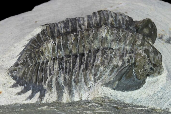 Bargain, Coltraneia Trilobite Fossil - Huge Faceted Eyes #134372